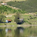 Ferrão