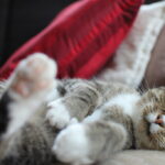Peter Kater