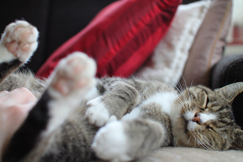 Peter Kater