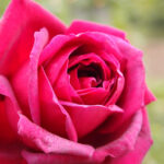 Karl Rose