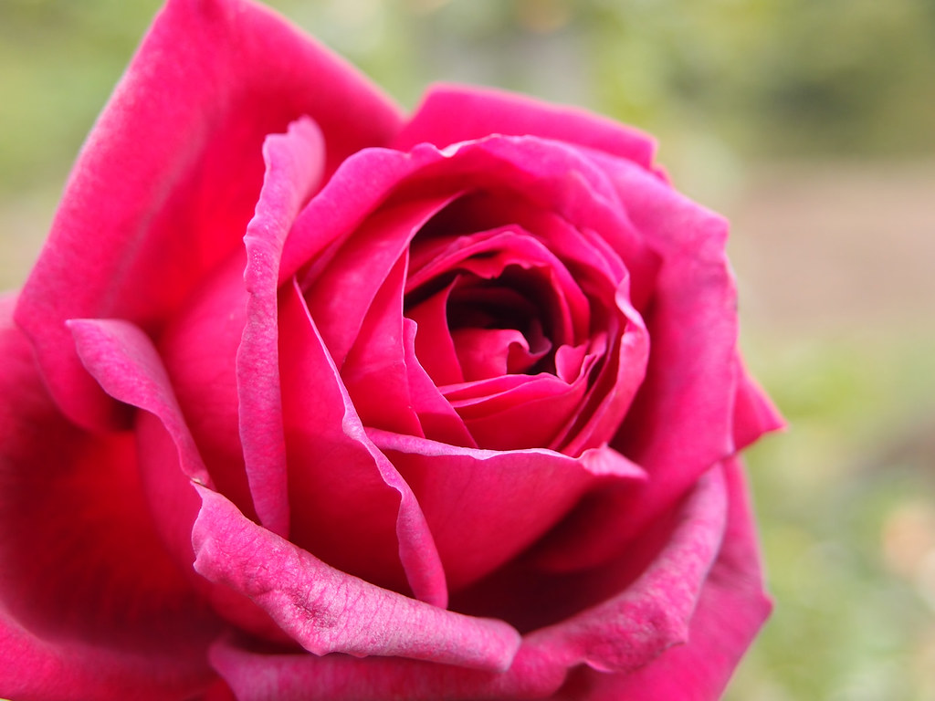 Karl Rose
