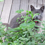 Stalking Cat