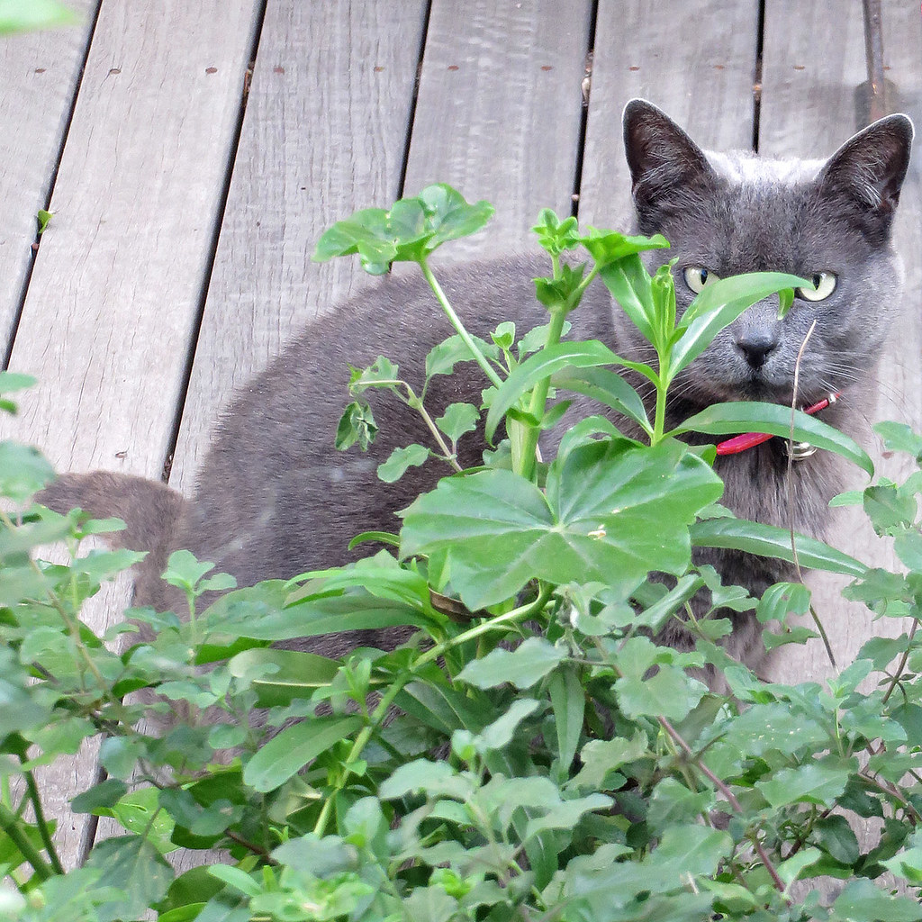 Stalking Cat