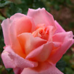 Rose Marie