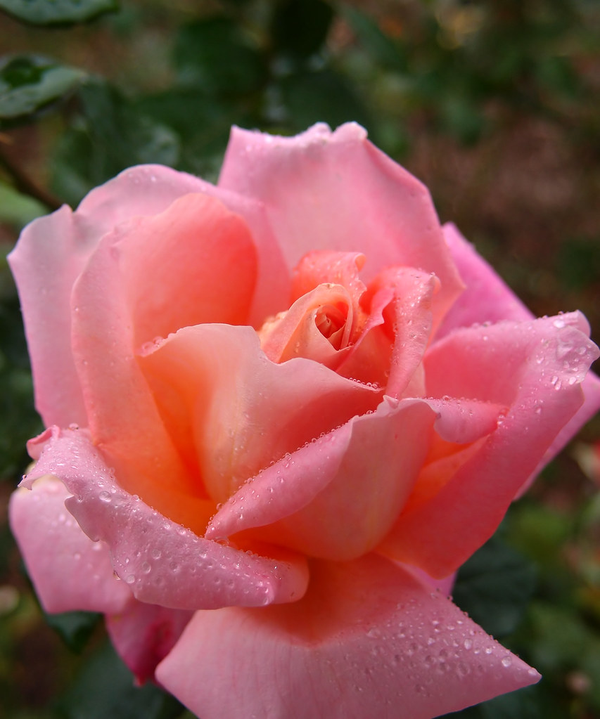Rose Marie